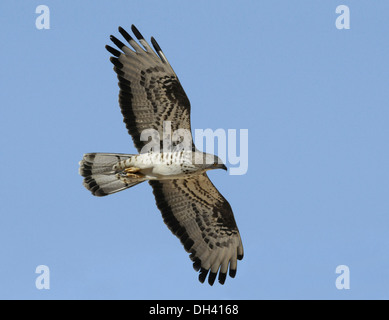 BUZZARD Pernis apivorus-miel Banque D'Images