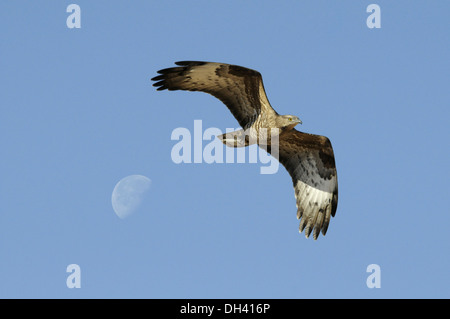 BUZZARD Pernis apivorus-miel Banque D'Images