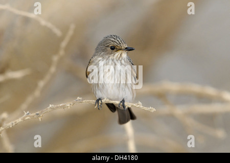 Spotted Flycatcher Muscicapa striata Banque D'Images