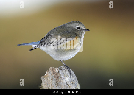 Bordée de rouge - Tarsiger cyanurus Bluetail Banque D'Images