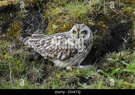 Hibou des marais Asio flammeus Banque D'Images