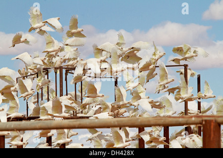 Immense troupeau de corellas en vol entre les rampes de stock yards contre ciel bleu dans l'outback australien près du lac Eyre SA Banque D'Images