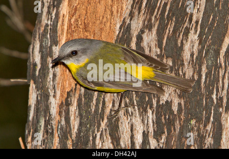 Jaune de l'est australien robin, Eopsaltria australis, sur le côté du tronc de l'arbre à Wallingat National Park NSW Australie Banque D'Images