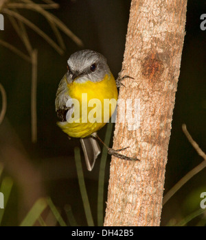 Jaune de l'est australien robin, Eopsaltria australis, sur le côté du tronc de l'arbre à Wallingat National Park NSW Australie Banque D'Images