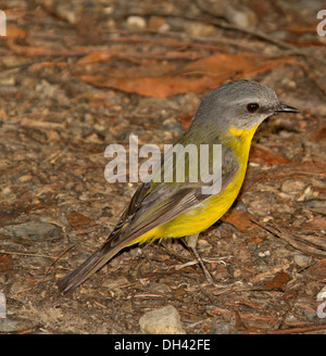 Jaune de l'est australien robin, Eopsaltria australis, à même le sol forestier à Wallingat National Park NSW Australie Banque D'Images