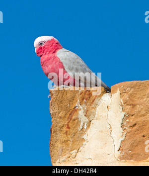 Cacatoès rosalbin, un beau gris et rose cacatoès australien, à l'état sauvage sur fond de ciel bleu sur la cheminée en pierre dans le nord de l'outback SA Banque D'Images