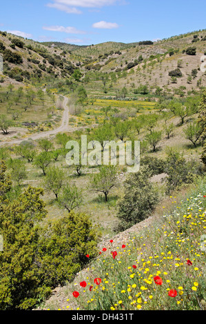 Fleurs de Printemps entre oliviers, près de l'Puertecico, la Province d'Almeria, Andalousie, Espagne, Europe de l'Ouest. Banque D'Images