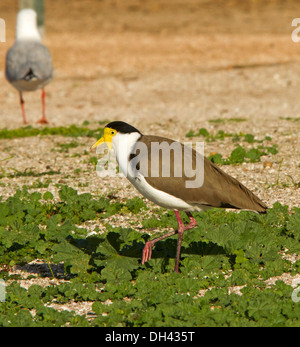 Vanneau masqué / pluvier, Vanellus miles marche à travers la végétation côtière basse près de Streaky Bay, Australie du Sud de la péninsule d'Eyre Banque D'Images