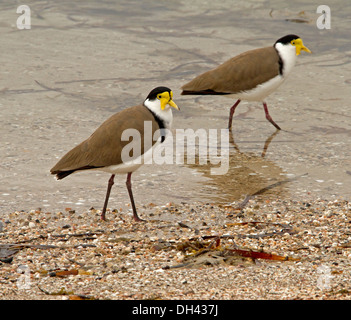 Deux vanneaux masqués / pluviers, Vanellus miles, pataugeant dans l'eau peu profonde à la plage à Streaky Bay, Australie du Sud Banque D'Images