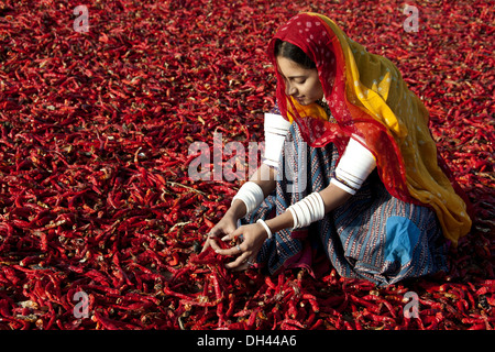 Femme indienne Rajasthani travaillant séchage de piment rouge Jodhpur Rajasthan Inde MR#786 Banque D'Images