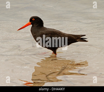 L'huîtrier fuligineux, Haematopus fuliginosus, pataugeant dans des eaux peu profondes à la plage à Streaky Bay, péninsule d'Eyre, en Australie Banque D'Images