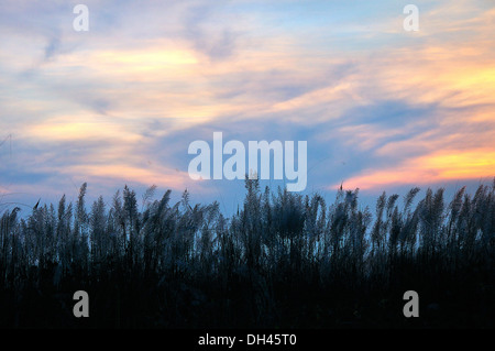 Sorgho , plantes , Jawar crop , Jowar field , jwaarie , jola , jondhalaa , jolada , inde , asie Banque D'Images