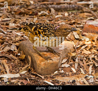 L'ouest australien / oiseau repéré, Chlamydera guttata bien camouflée sur rocher sur le sol parmi les feuilles sèches à Ormiston Gorge près d'Alice Springs NT Banque D'Images