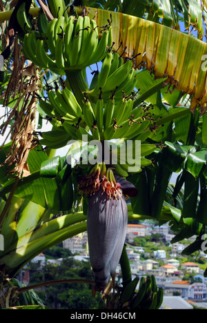 Plante banane à la Grenade Banque D'Images