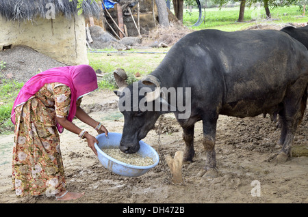 Indian Woman feeding alimentation des bovins pour buffalo Jodhpur Rajasthan Inde Asie Banque D'Images