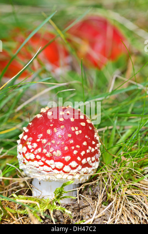 Champignons Champignons agaric en forêt Banque D'Images