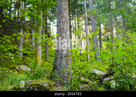 Forêt dans la vallée Aurina, Tyrol du Sud, Italie Banque D'Images