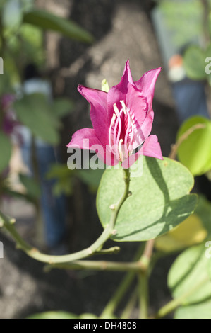 Bauhinia Variegata , orchidée , ébène de montagne , kanchan , kachnar , Inde , Asie , Asie , Indien , Bauhinia acuminata Banque D'Images