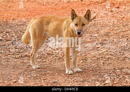 Dingo australien, dans la nature, dans l'outback au camping à Redbank Gorge près d'Alice Springs Australie Territoire du Nord Banque D'Images