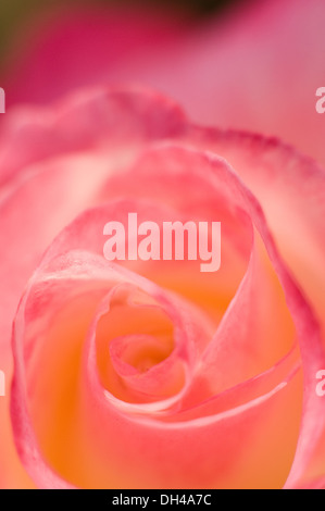 Fleur Rose Pune Maharashtra Inde Asie jan 2012 Banque D'Images