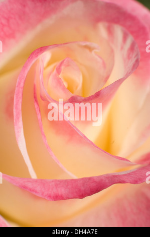 Pétales de fleur rose Pune Maharashtra Inde Asie jan 2012 Banque D'Images