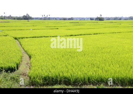 La culture du riz, Oryza sativa, Karnataka, Inde Banque D'Images