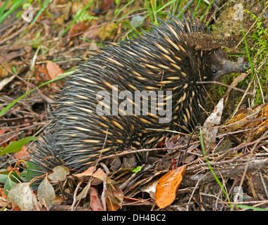 L'échidné australien / spiny anteater, dans la nature, marcher dans l'herbe et les feuilles tombées sur le sol de la forêt dans le NSW Australie Banque D'Images