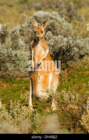 Grande femelle kangourou rouge au milieu de la végétation sur la station de moutons à distance dans l'outback australien, l'Australie du Sud Banque D'Images