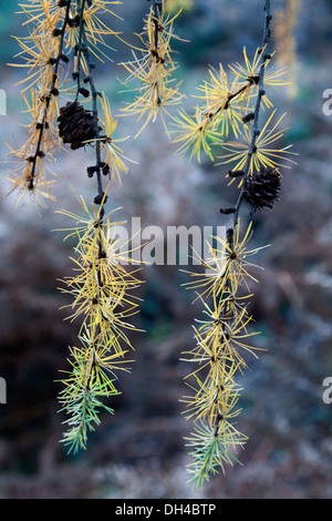 Mélèze (Larix kaempferi japonais). Le Parc Naturel de gorbeia. Pays Basque, Espagne, Europe. Banque D'Images