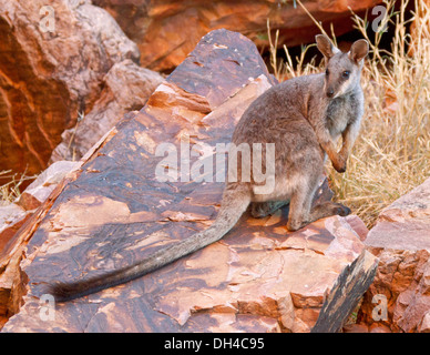 Rare black-footed rock wallaby Petrogale lateralis sur des roches à l'état sauvage à Simpson's Gap dans West MacDonnell Ranges près d'Alice Springs NT Australie Banque D'Images