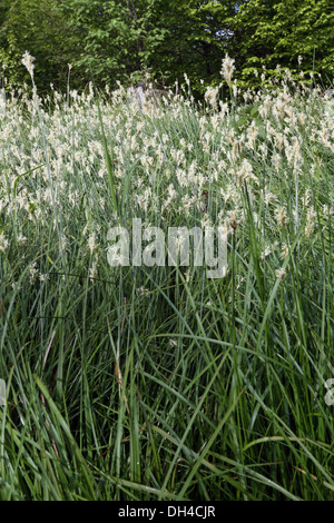 Carex brizoides, herbe Alpine Banque D'Images