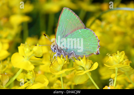 Hairstreek Callophrys rubi, vert Banque D'Images