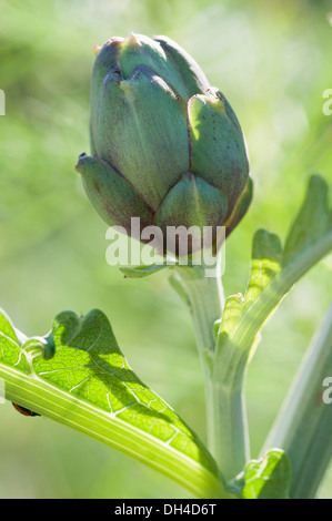 Les capitules de l'artichaut, Cynara scolymus. Banque D'Images