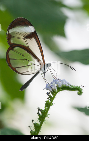 Greta Oto papillon à ailes de verre sur des plantes non identifiées. Ce papillon est ainsi appelé parce que ses ailes et les échelles de couleur manque Banque D'Images
