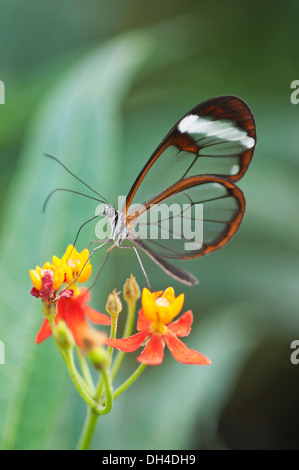 Greta Oto verre papillon ailé se nourrissant de Bloodflower Asclepias curassavica. Ce papillon est ainsi appelé parce que ses ailes Banque D'Images