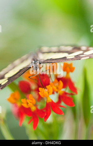 Se nourrissant de papillon, Bloodflower Asclepias curassavica. Banque D'Images