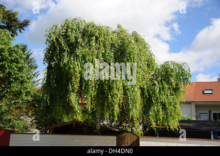 Weeping Birch Banque D'Images