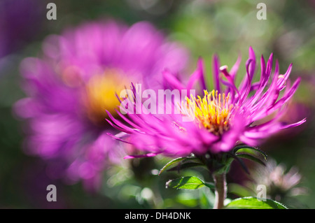 Fleurs d'Aster Novi-Belgii ruby Royal. Focus sélectif. Banque D'Images