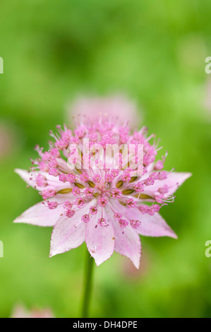 Astrantia maxima capitule avec ombelle de petites fleurs entourées de bractées rose pâle. Banque D'Images