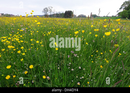 Prairie avec la renoncule âcre, Ranunculus acris Banque D'Images