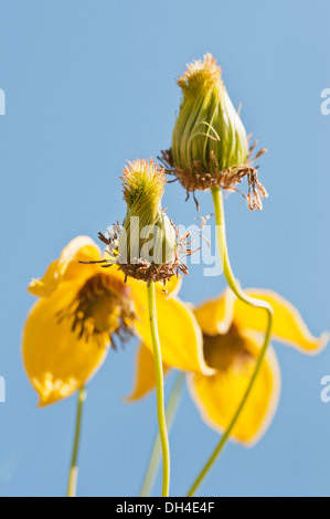 Fleurs jaunes de clématites tangutica avec fluffy seedheads en premier plan sur fond de ciel bleu. Banque D'Images