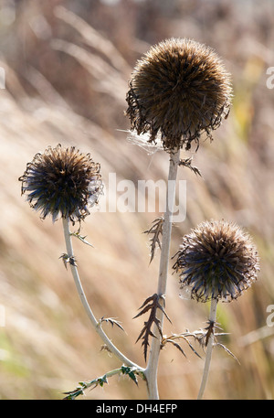 Graines sphériques de Globe thistle, Nepeta. Banque D'Images