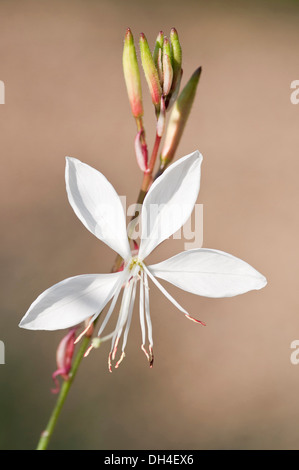 Gaura lindheimeri Whirling butterflies. Tige avec seul, blanc, fleur ouverte et cluster de bourgeons. Banque D'Images