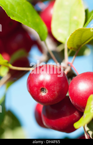 Grappe de fruits rouge brillant, de carmin, pommetier Malus x atrosanguinea magnifiques. Banque D'Images