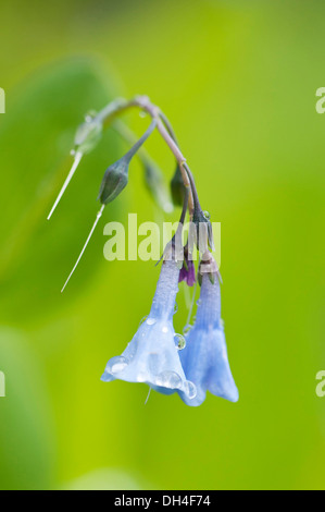 Bleu, en entonnoir, fleurs pendantes de Virginia Bluebell, Mertensia virginica avec les gouttelettes d'eau sur les pétales. Banque D'Images