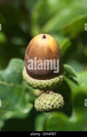 Acorn de Quercus robur. Banque D'Images