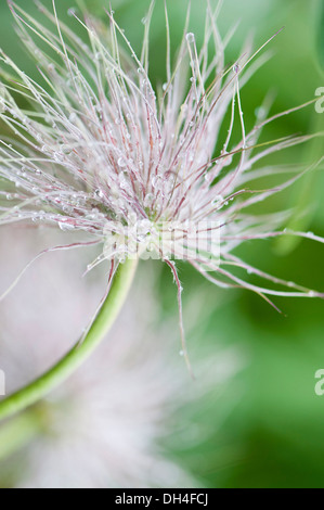 Chef de semences plumeuses, Pulsatilla vulgaris Anémone pulsatille avec les gouttelettes d'eau collecte sur les vrilles. Banque D'Images