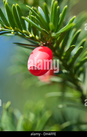 Fruits rouges charnus, d'If, Taxus baccata. Banque D'Images