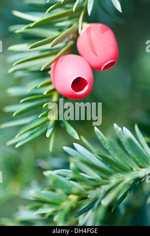 Fruits rouges charnus, d'If, Taxus baccata. Banque D'Images