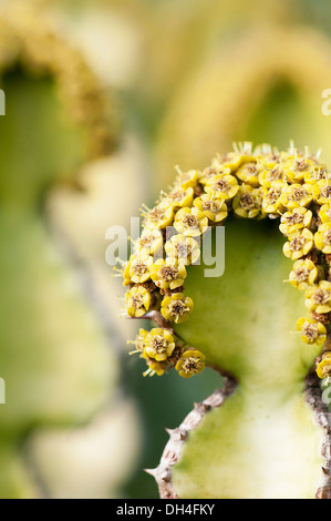 Corne de vache, Euphorbia grandicornis. Fermer voir de minuscules fleurs jaunes qui poussent sur les bords des épineux, feuilles charnues. Banque D'Images